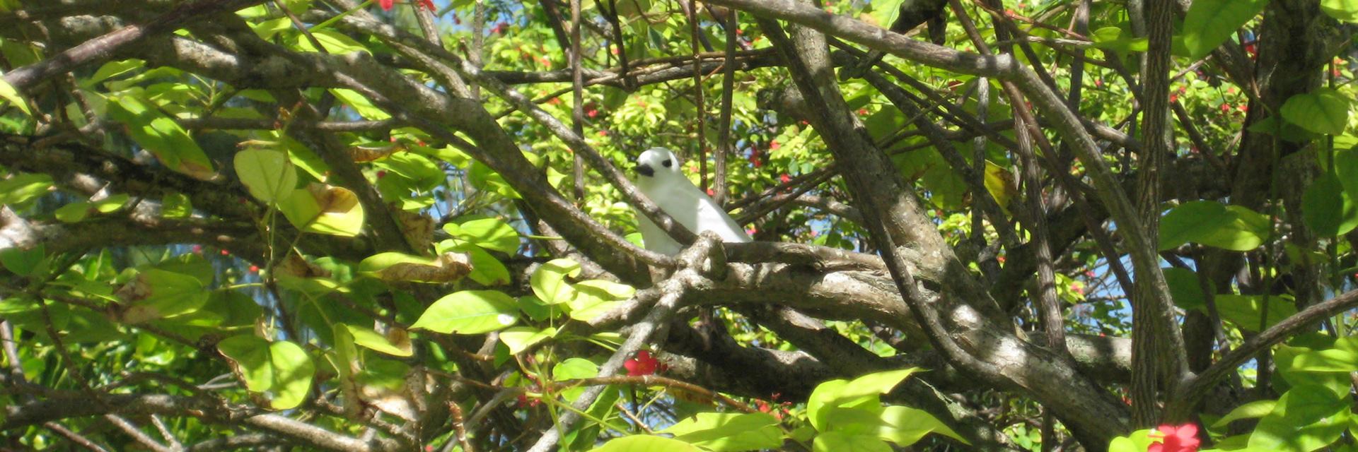 A fairy tern near Bird Island Lodge