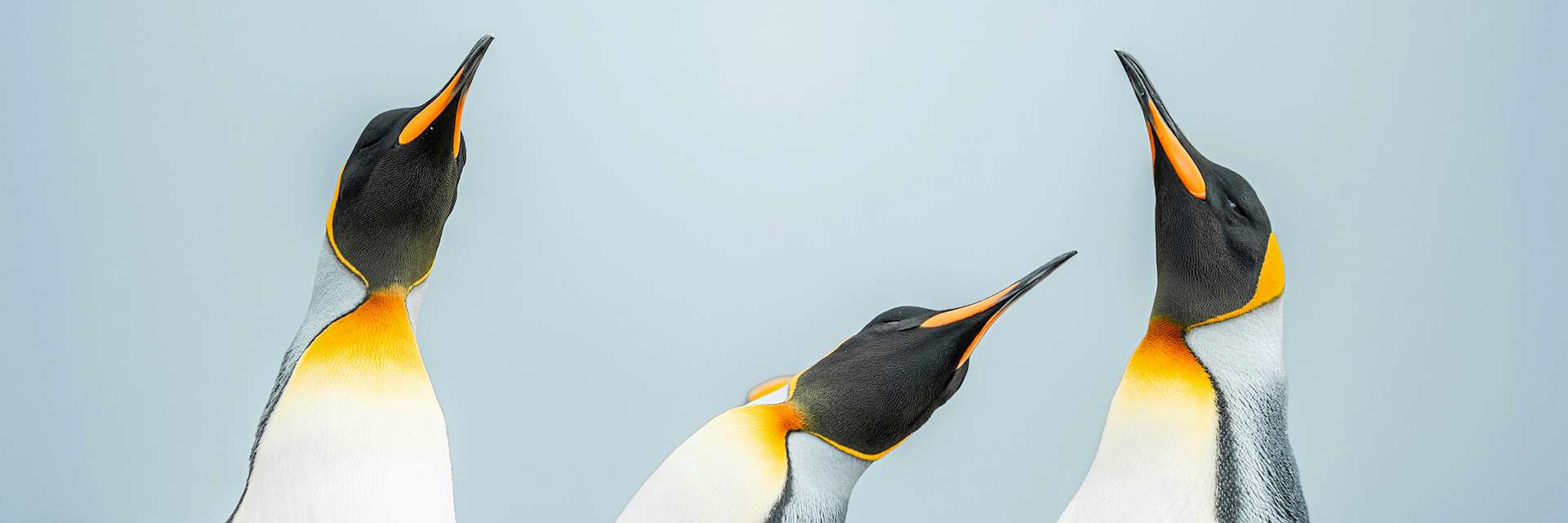 Penguins, Falkland Islands