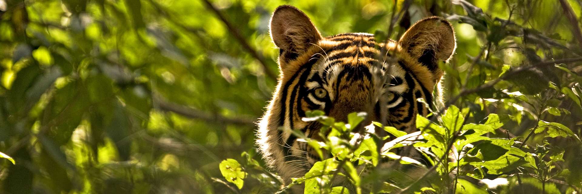 Tiger in Ranthambhore National Park, India