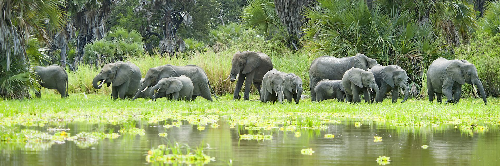 Elephant, Selous Game Reserve, Tanzania