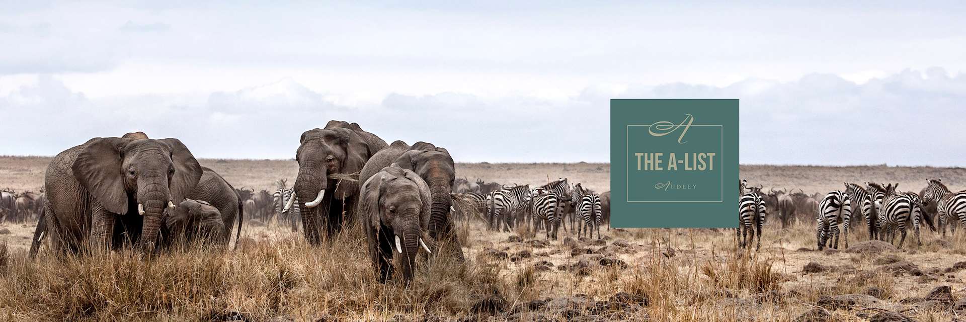 Elephants and zebras with logo