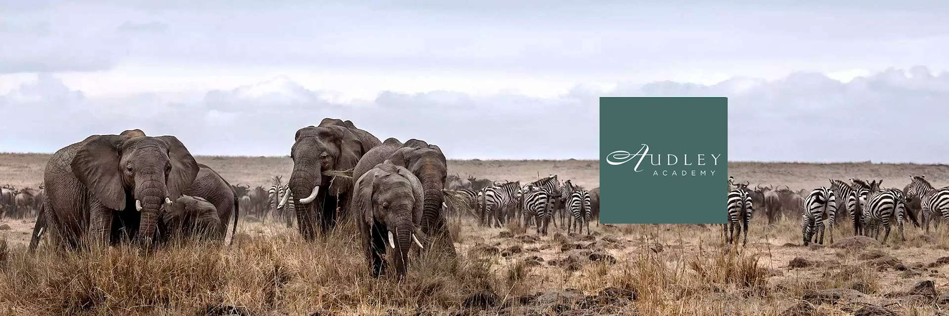 Elephants and zebras with logo