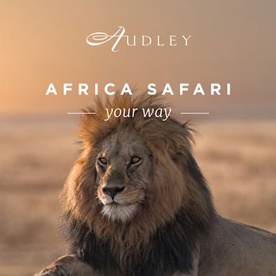 Africa safari 'A4' window poster