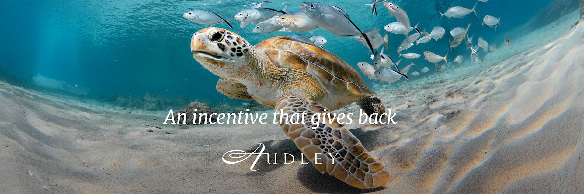 Turtle - Trade Peaks Incentive
