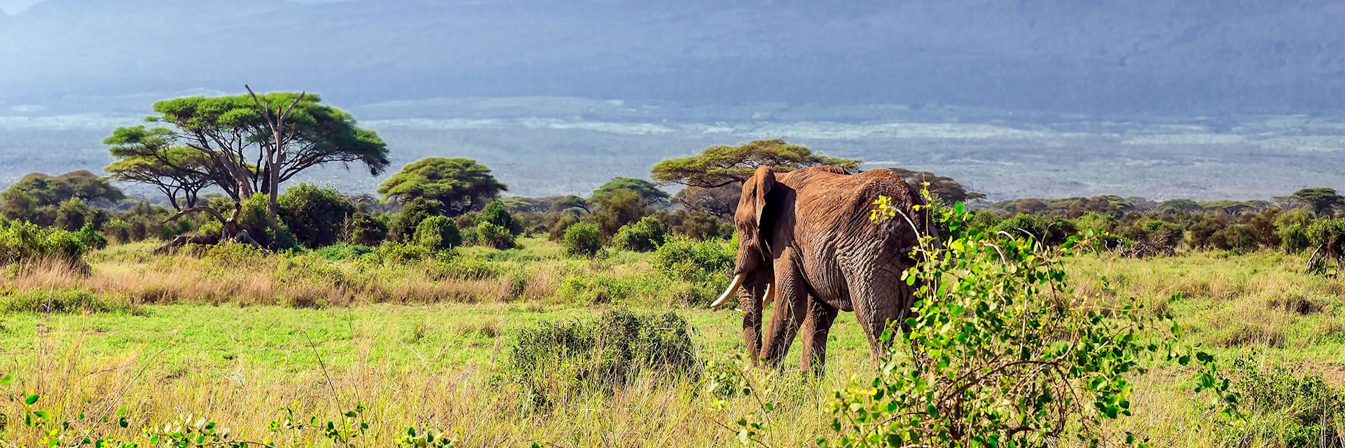 Elephant in Kilimanjaro National Park