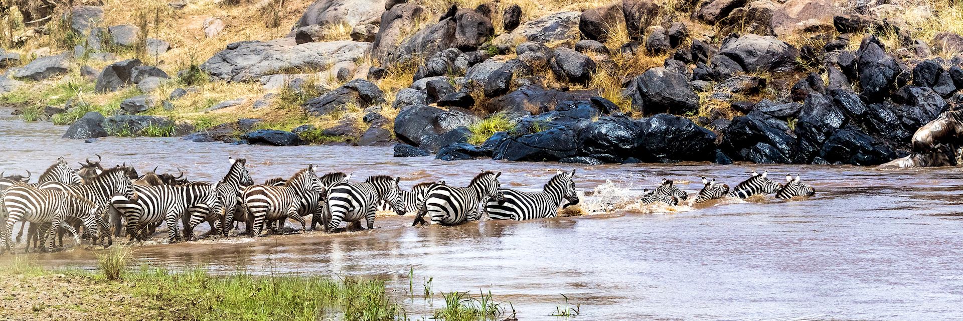 Zebra crossing the Mara River, Kenya