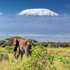 Elephant in Kilimanjaro National Park