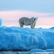 Polar Bear