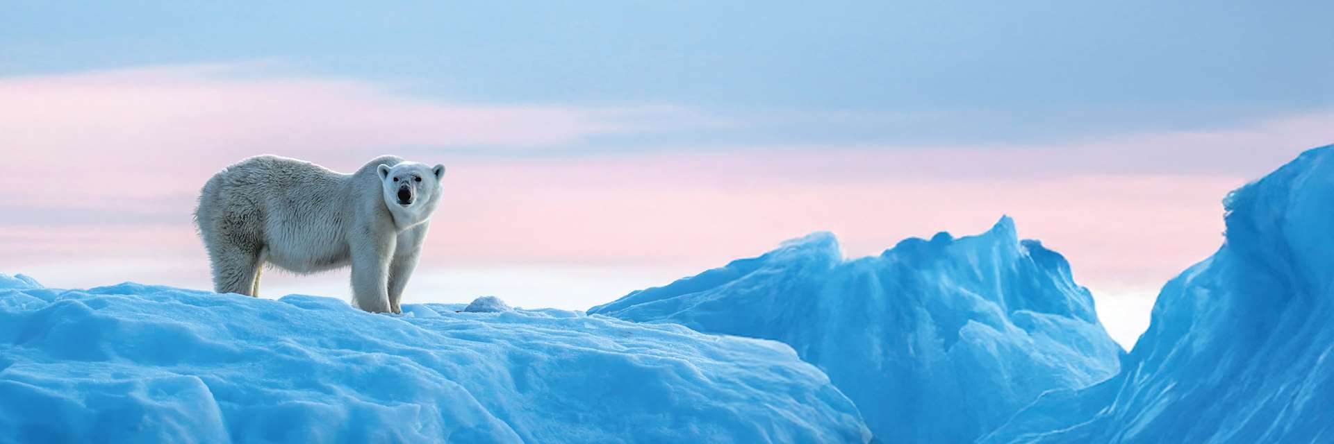 Polar Bear