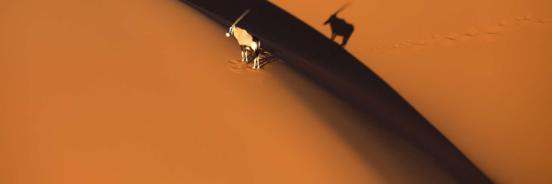 Oryx in Sossusvlei, Namibia