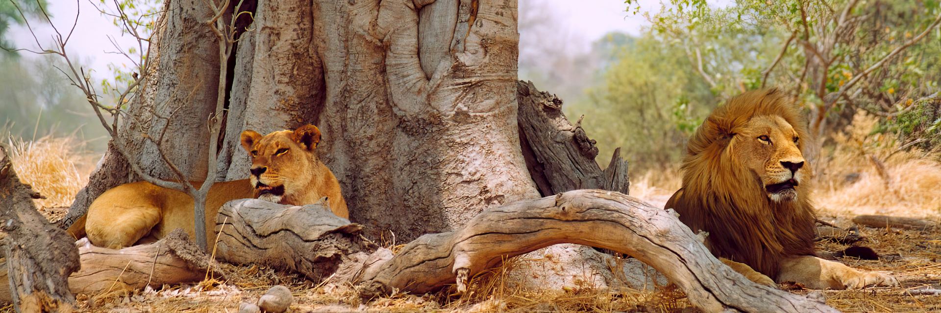 Lions in Botswana