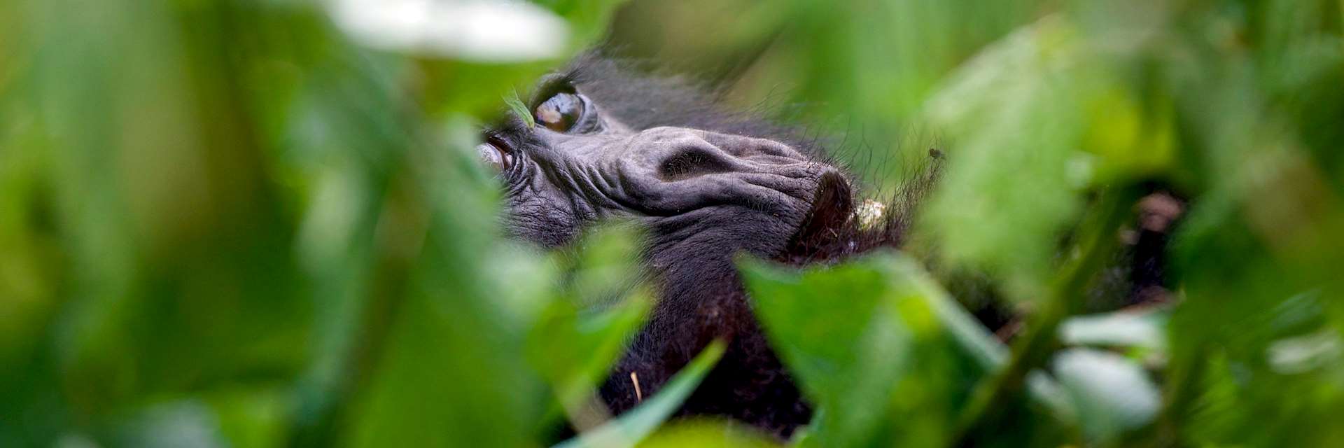 Gorilla in Rwanda
