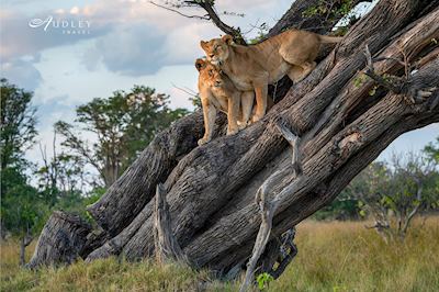 Lion, Botswana — key destination image