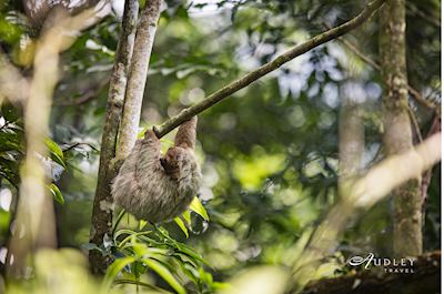 Sloth, Costa Rica — key destination image