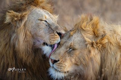 Ngorongoro Crater, Tanzania — key destination image