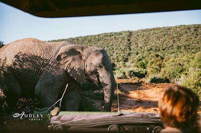 Elephant, South Africa — key destination image