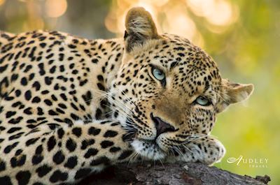 Leopard, South Africa — key destination image