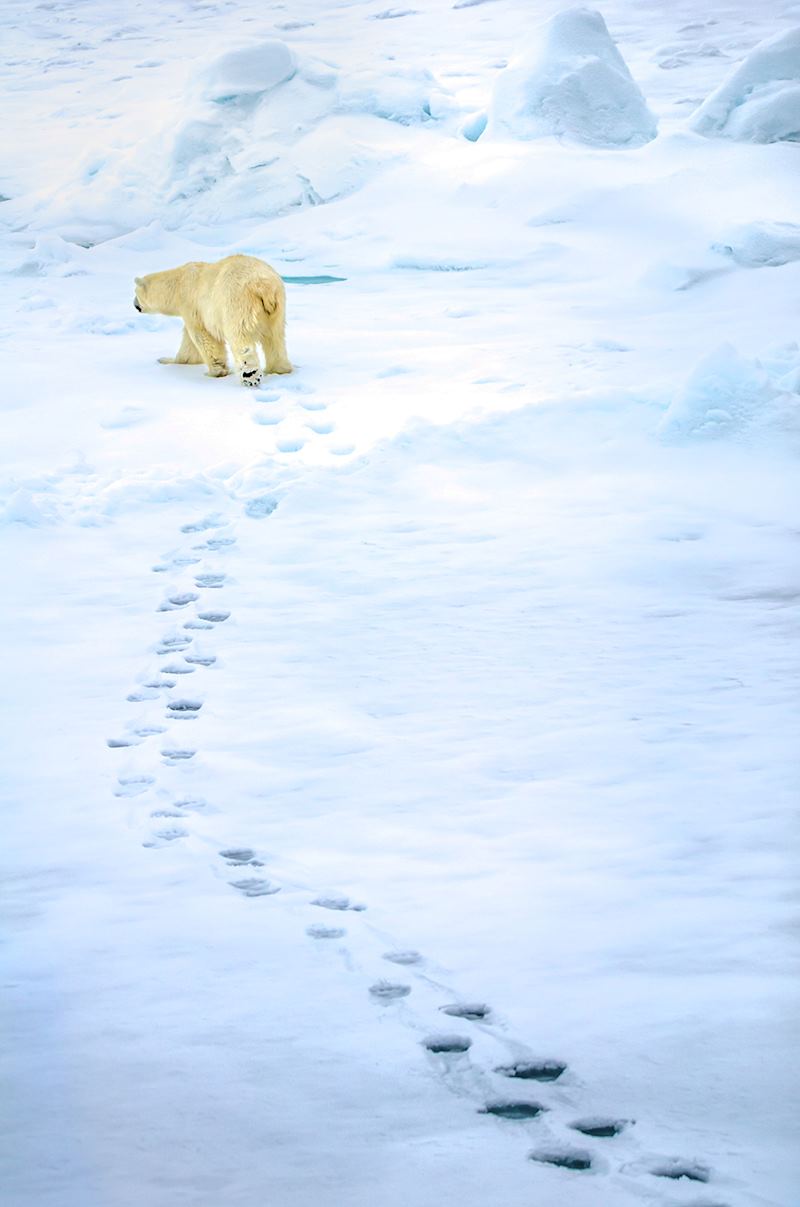 Polar bear eeking out a lonely existence against harsh odds, Svalbard, Norway