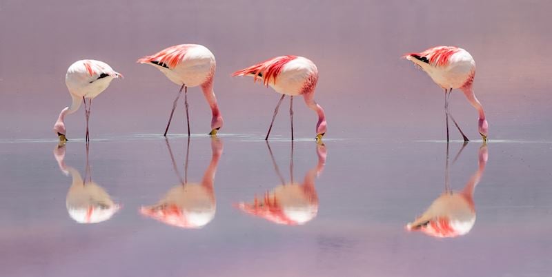 Flamingos on Laguna Colorada, Bolivia