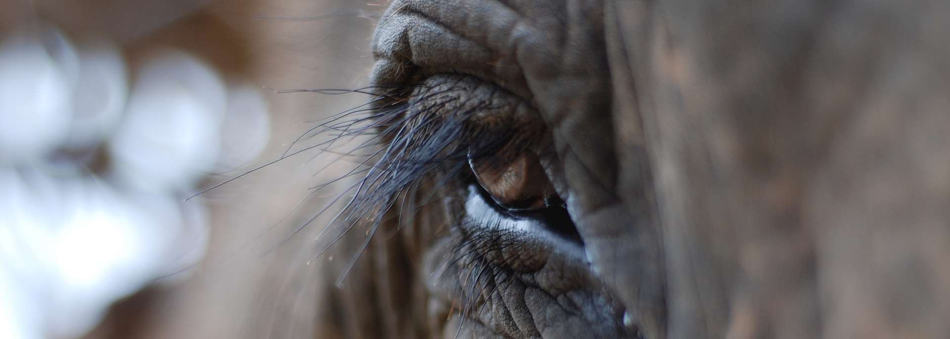 Elephant in Thailand