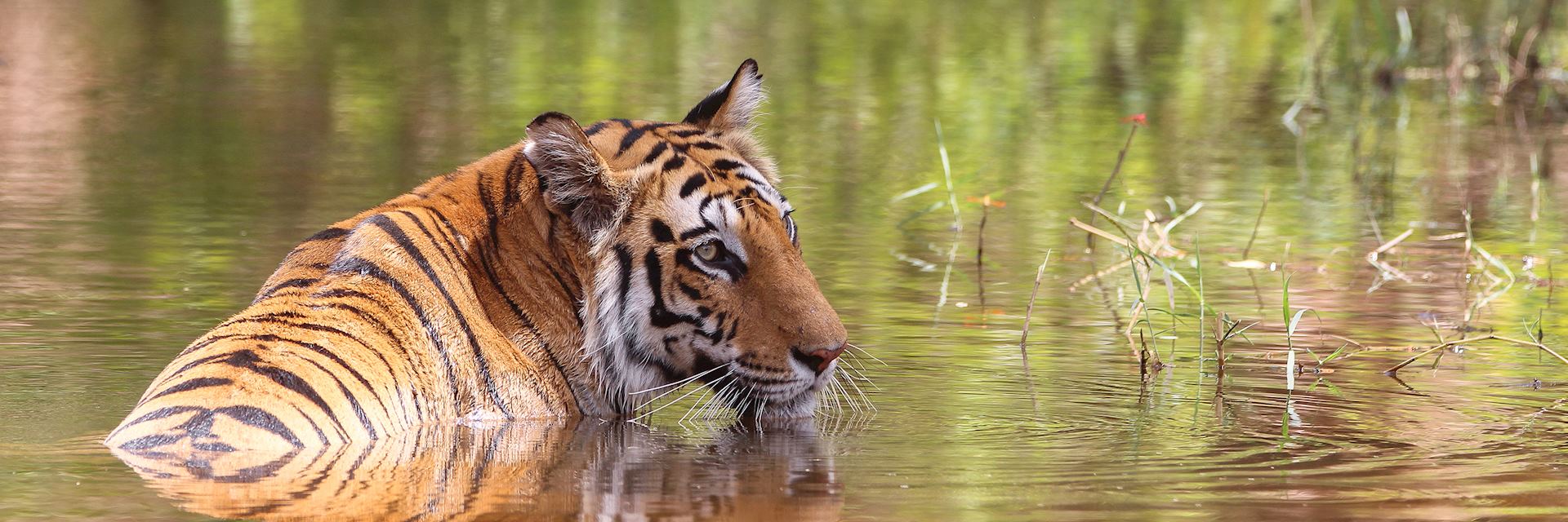 Tiger, Bandhavgarh National Park