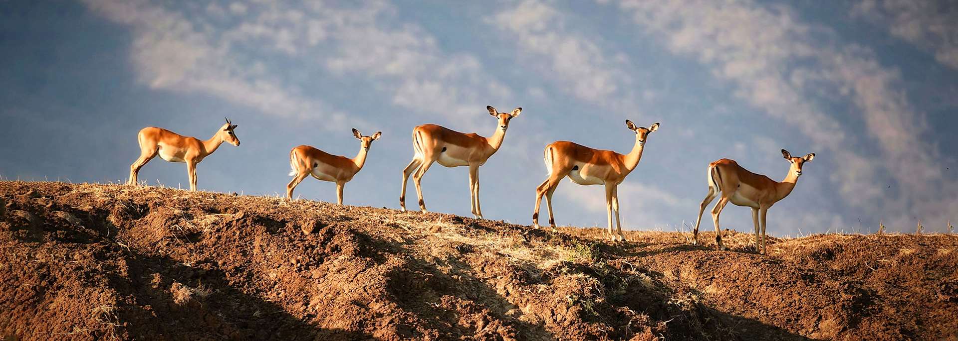 Springbok