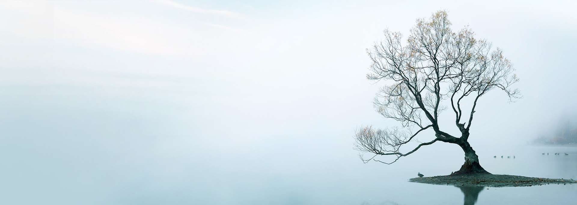 Wanaka Tree