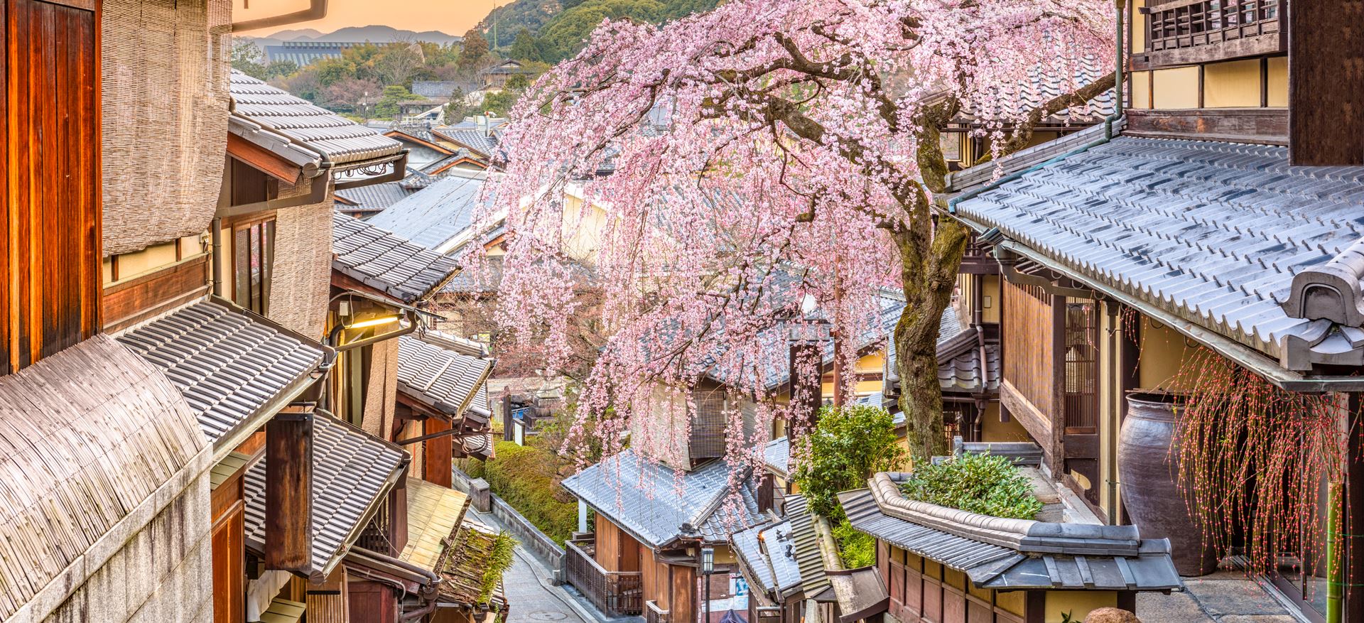 Japan cherry blossom