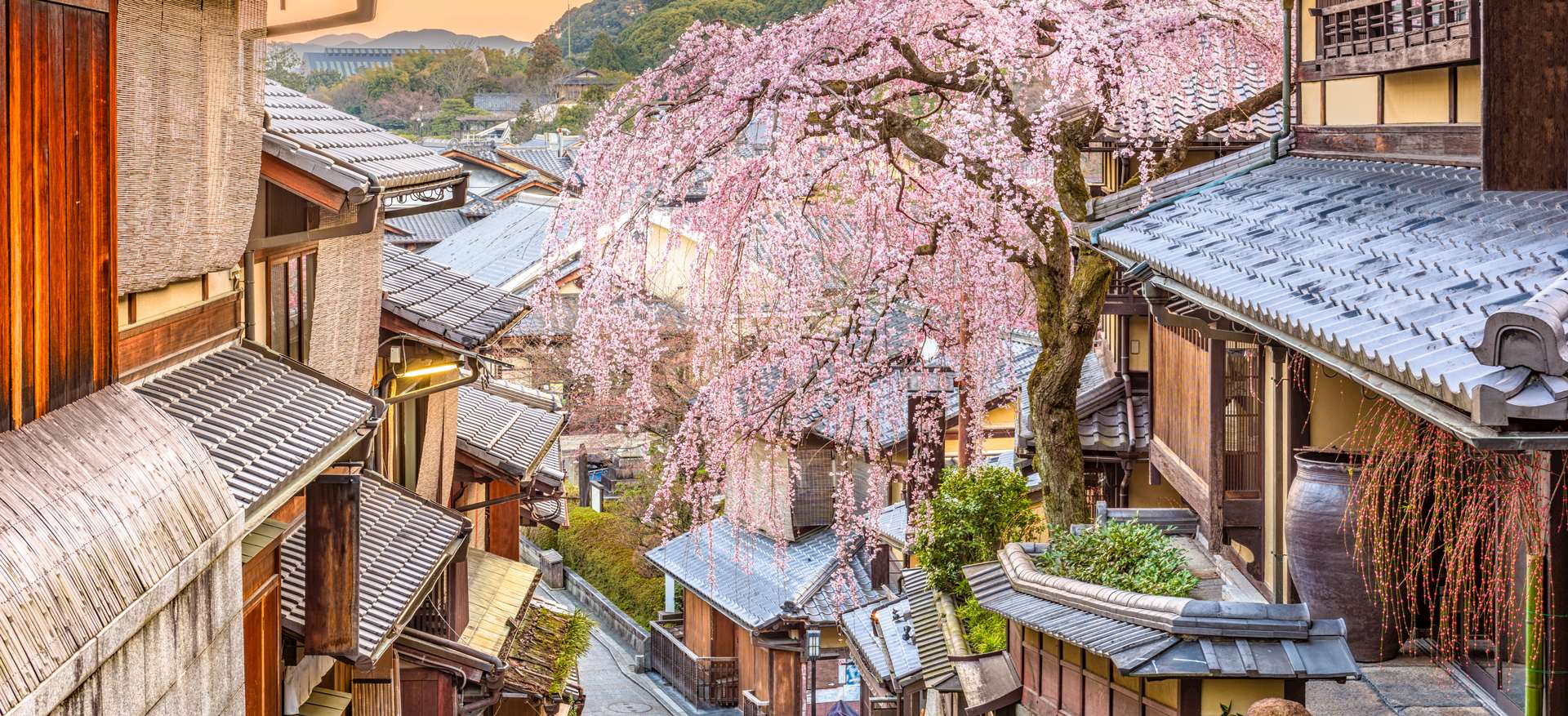 Japan cherry blossom