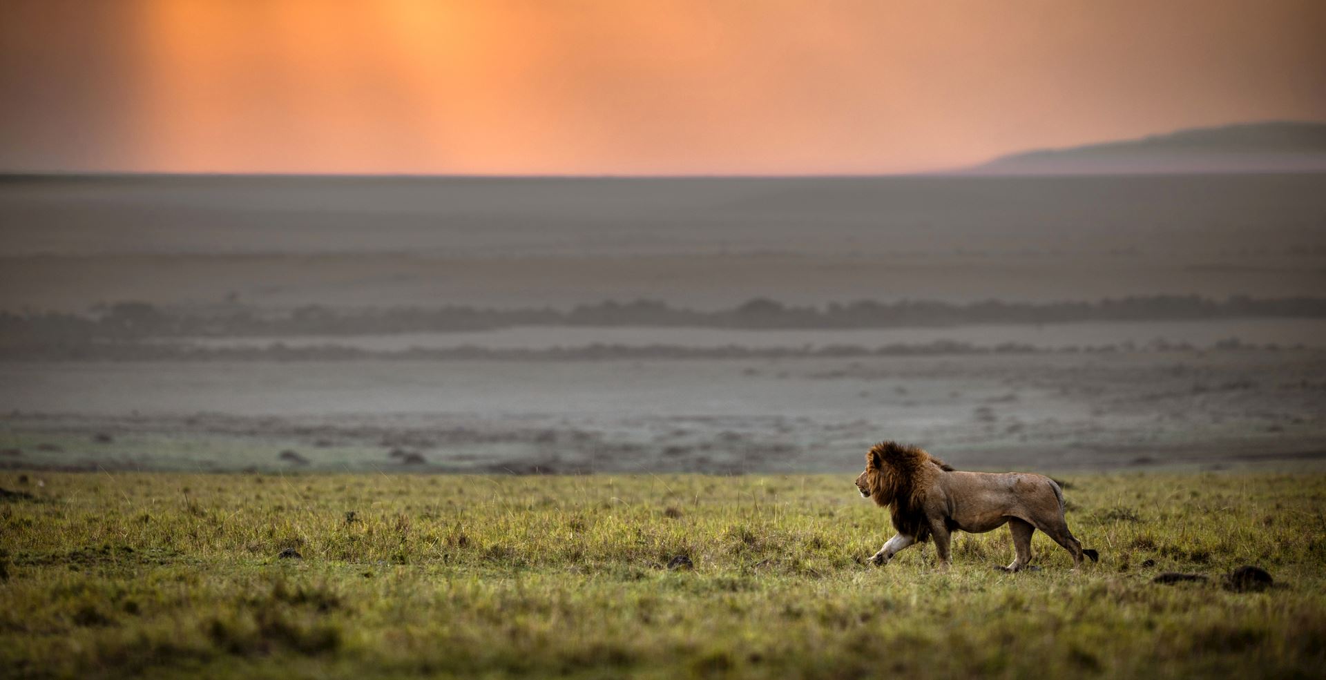 Lion in the Masai Mara