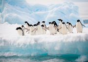 Adelie penguins, Antarctica