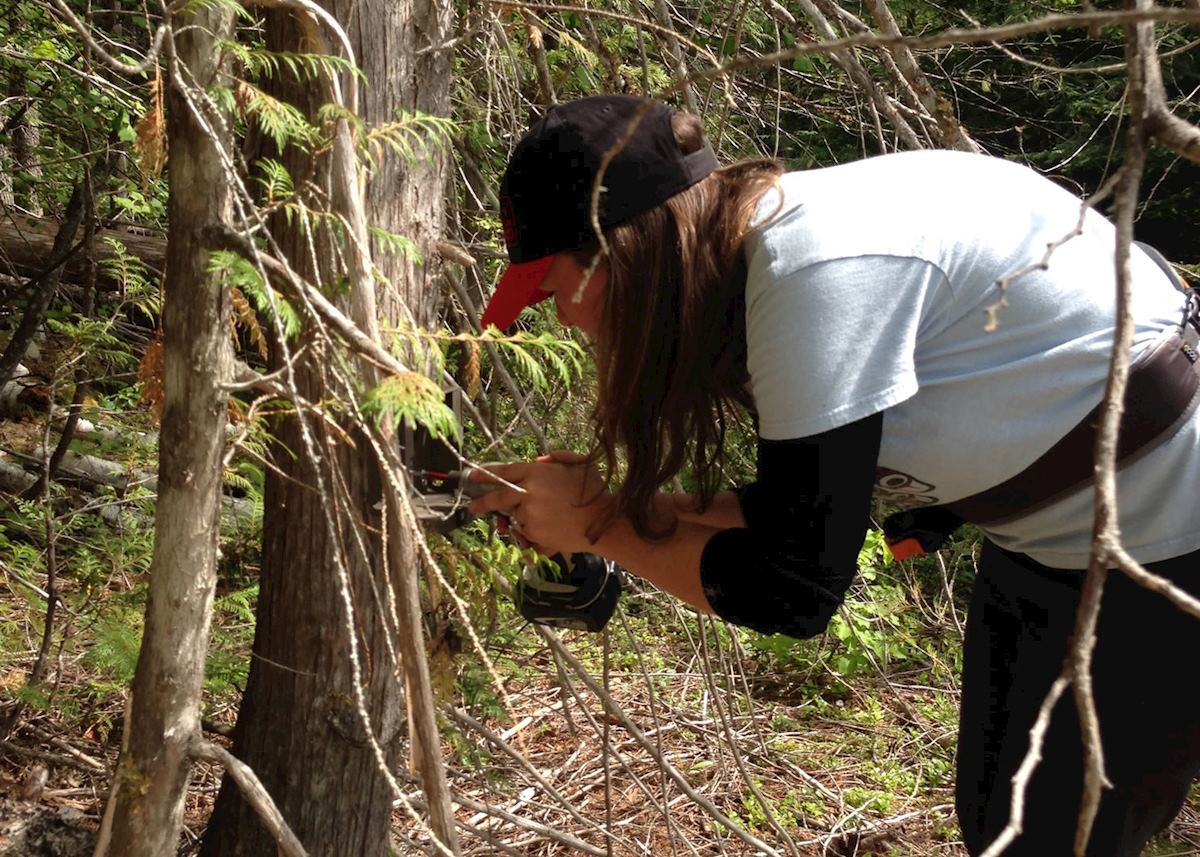 Setting up a motion activated camera (© Bear ID Project)