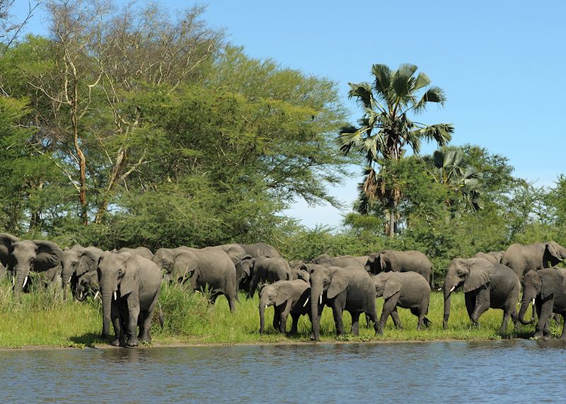Liwonde National Park, Malawi