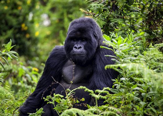 Gorilla