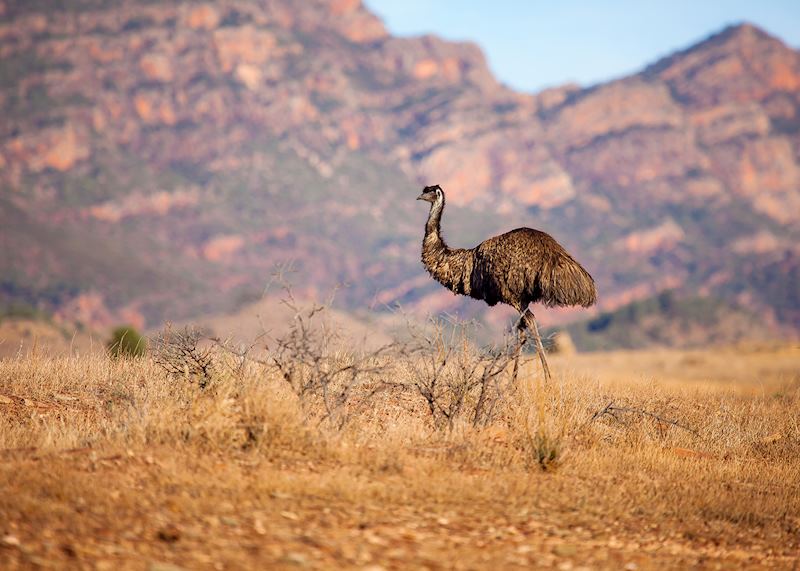 Emu in Flinders Rangers, Australia