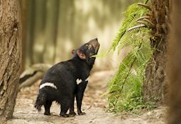 Tasmanian Devil