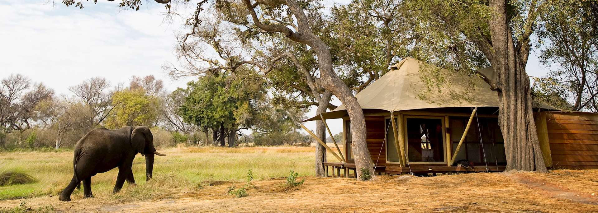 Elephant at Xaranna Tented Camp