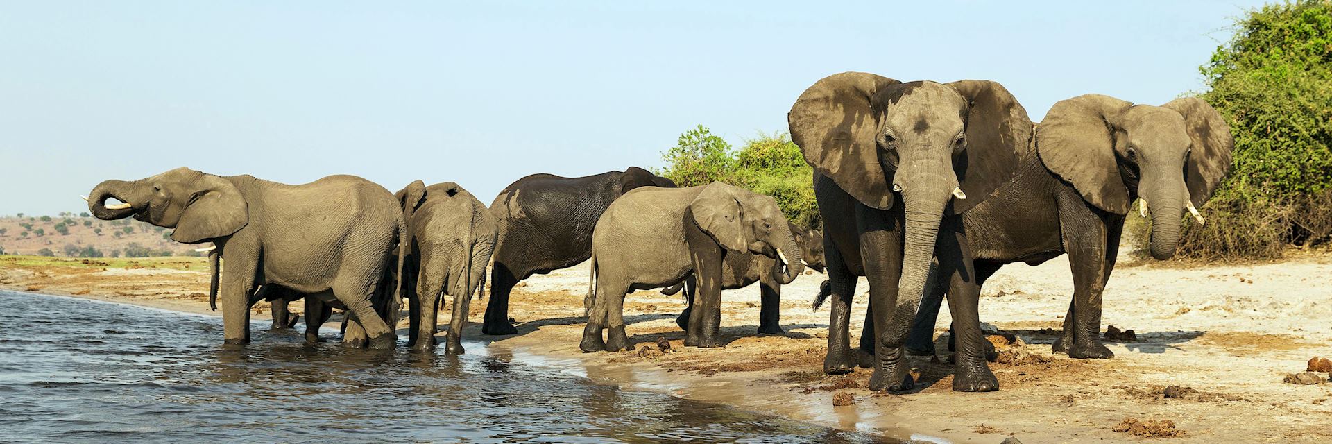 Elephant on the Chobe River