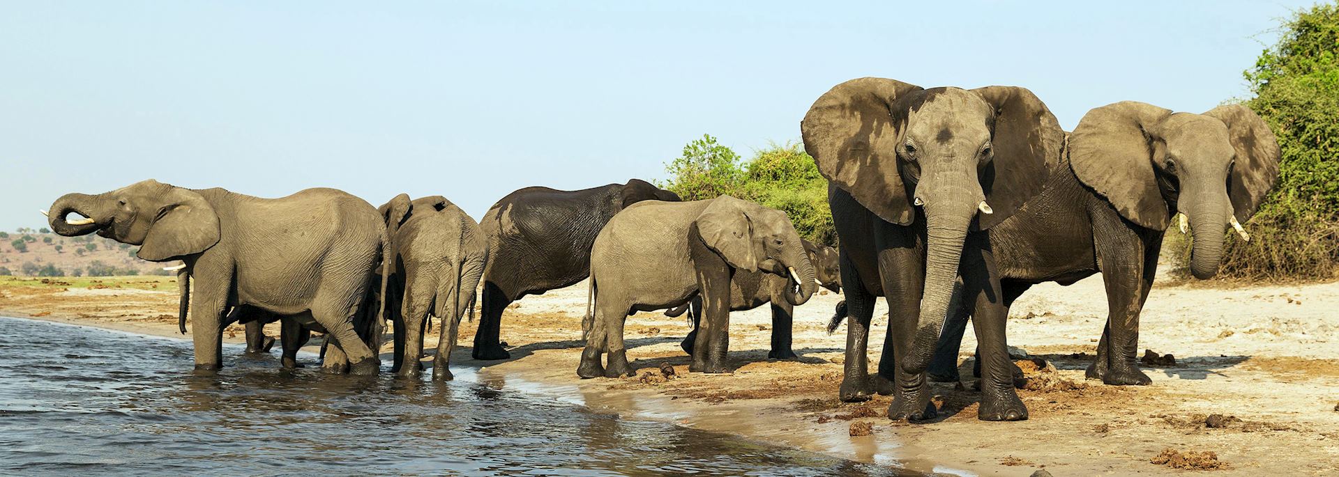 Elephant on the Chobe River