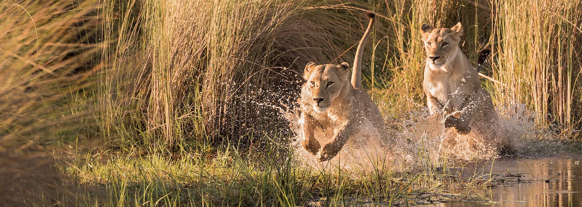 Lion in the Okavango Delta