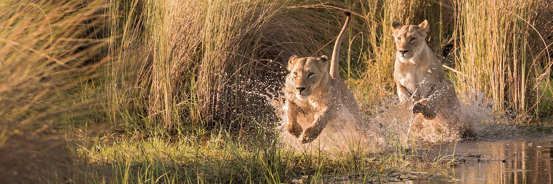 Lion in the Okavango Delta