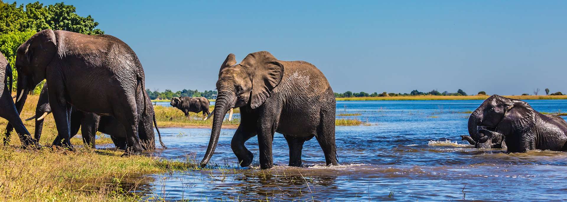 Elephant in the Okavango Delta