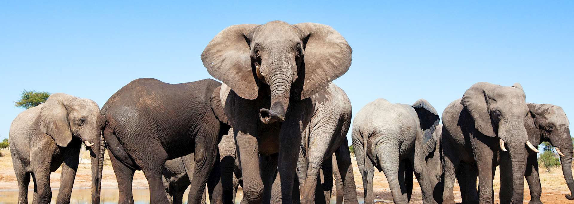 Elephants at a waterhole