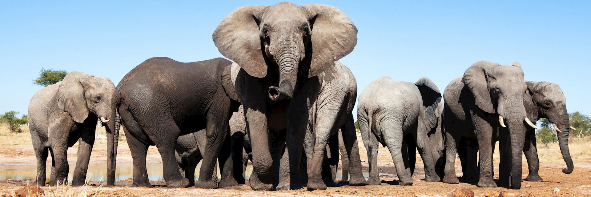 Elephants at waterhole