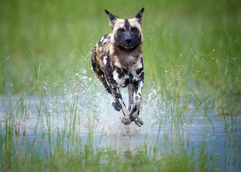 African wild dog in the Okavango Delta