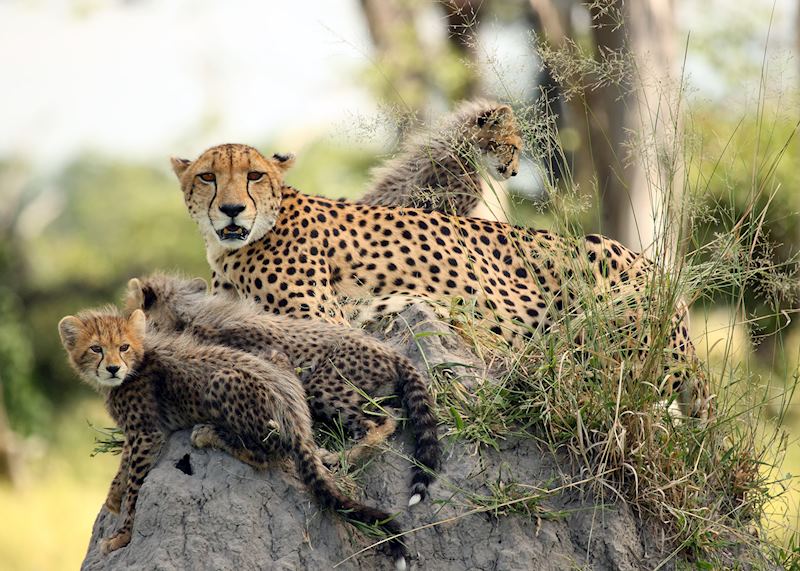 Cheetah and cubs in the Kwara Concession