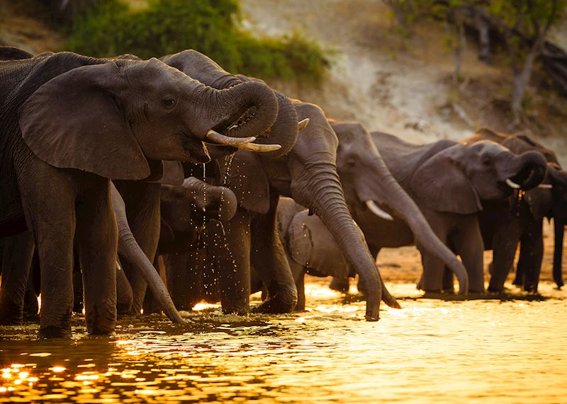 Elephants in Chobe National Park