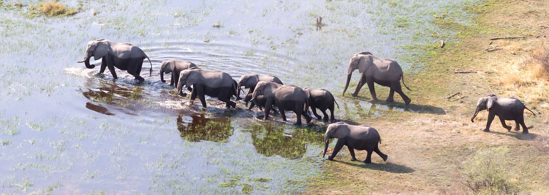 Aerial view of elephants in the Okavango Delta