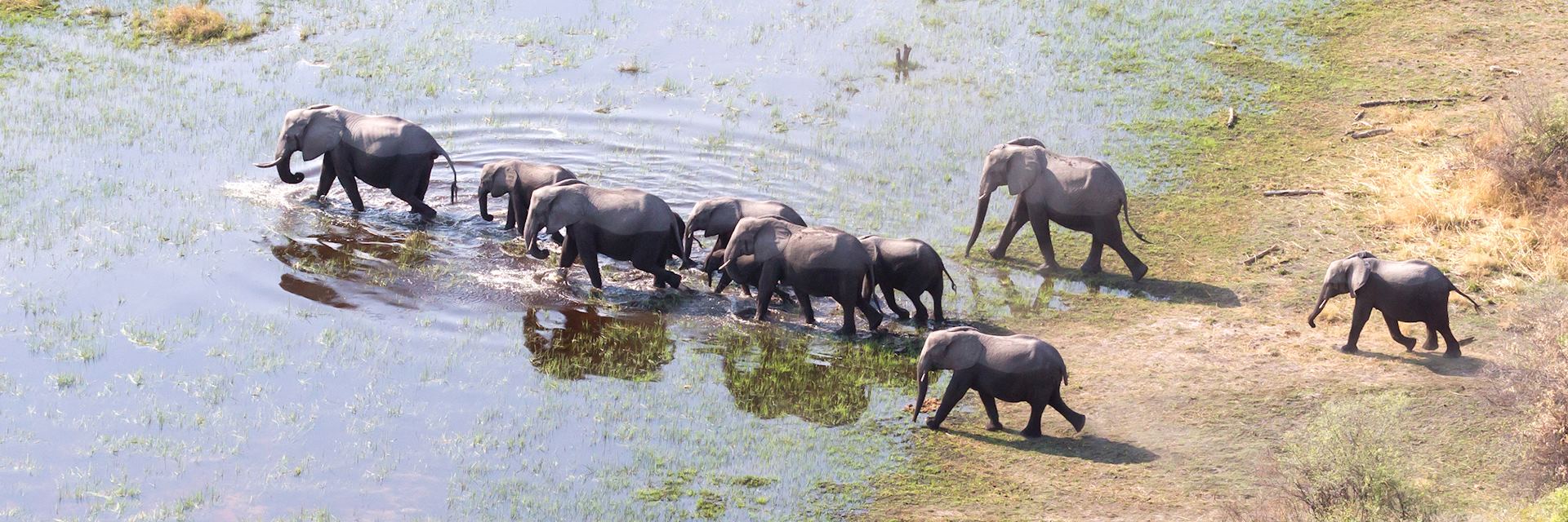 Aerial view of elephant in the Okavango Delta