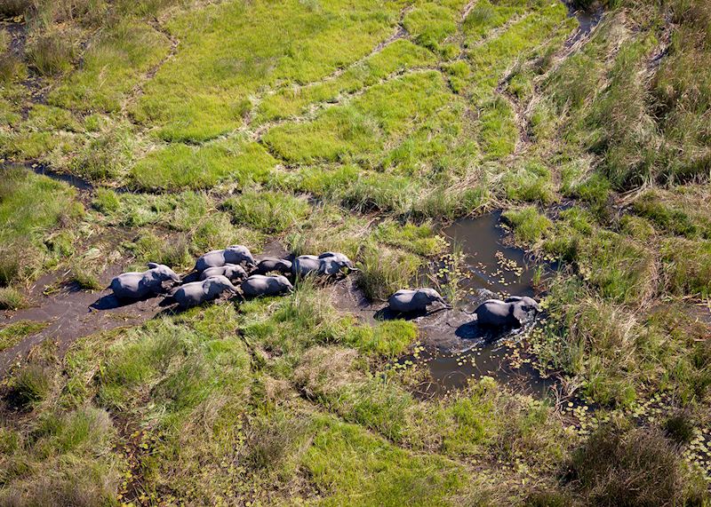 Aerial view of elephant in the Okavango Delta